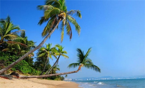 炒豆角炒鸡腿肉怎么炒（豆角炒鸡肉图片）